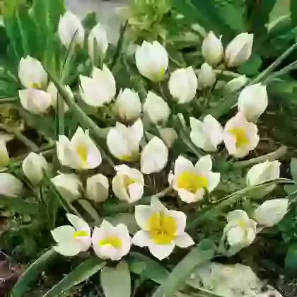 Polychroma